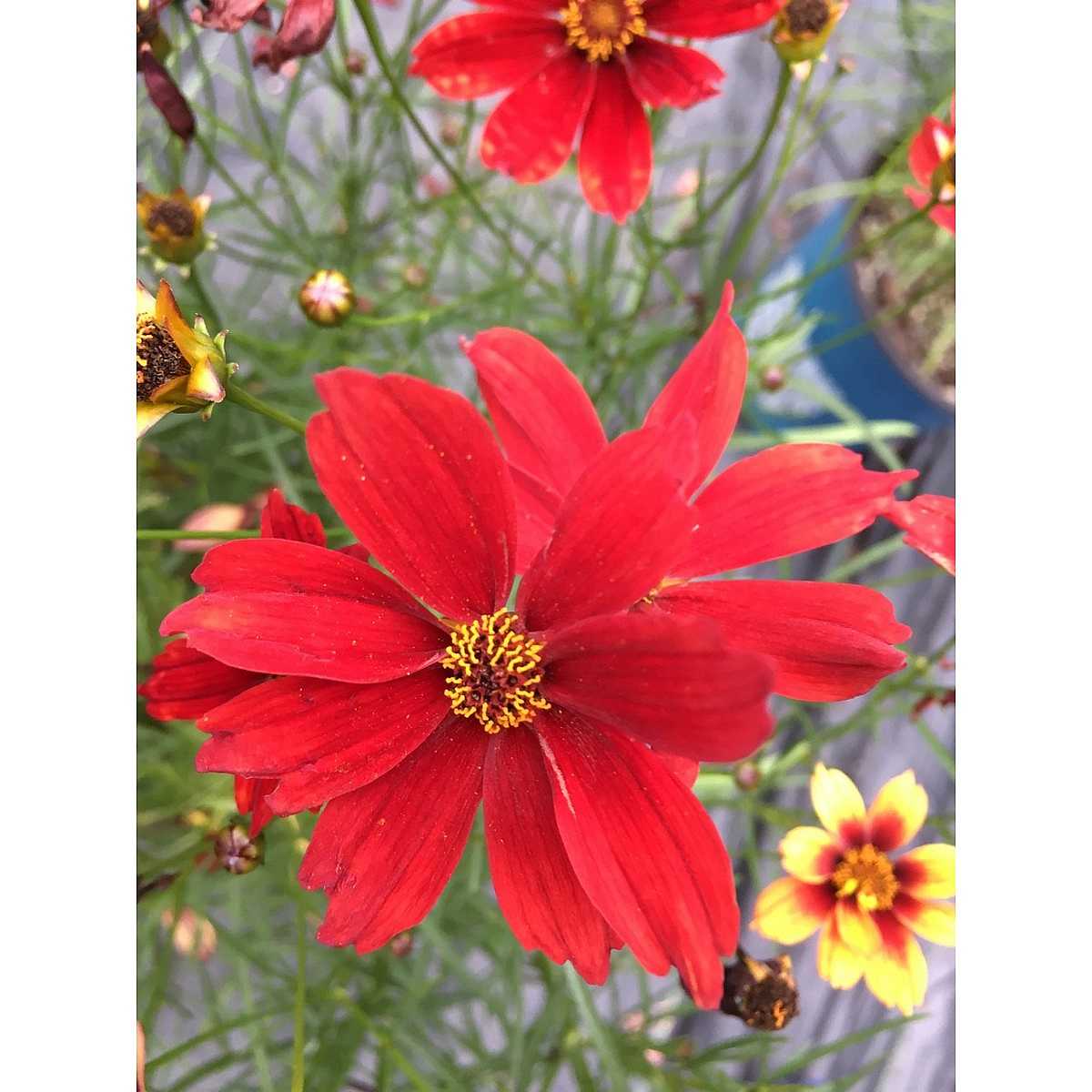 Coreopsis x hybrida Fall Sensation 'Vermillion' – Tickseed