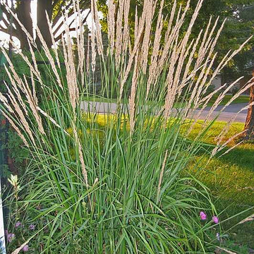 CALAMAGROSTIS x acutiflora 'Karl Foerster' (Available Now)