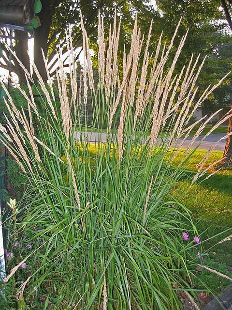 Calamagrostis x acutiflora 'Karl Foerster' – Feather Reed Grass