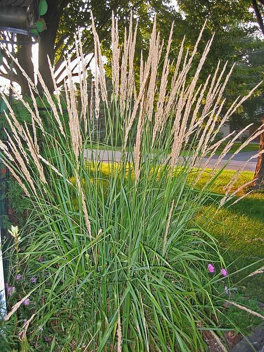 CALAMAGROSTIS x acutiflora 'Karl Foerster' (Available Now)