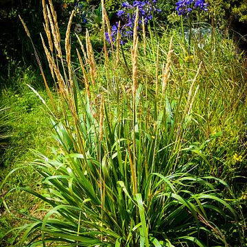 CALAMAGROSTIS nutkaensis 'The King'