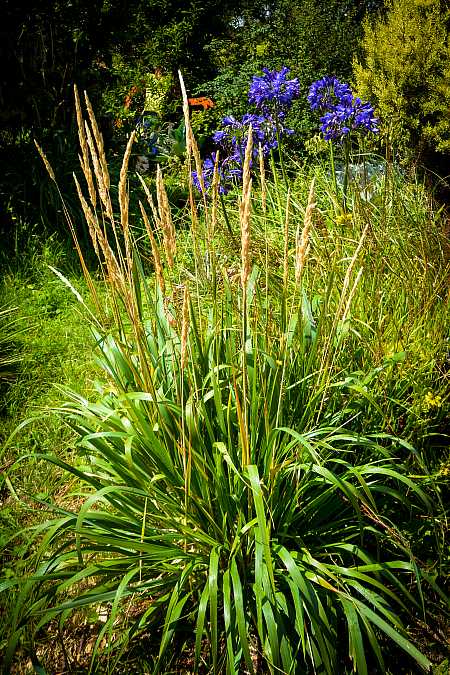 CALAMAGROSTIS nutkaensis 'The King'