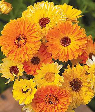 CALENDULA officinalis 'Pacific Beauty Mix' (Available Now)