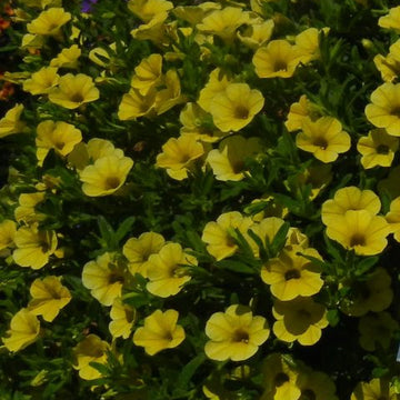 Calibrachoa hybrid Million Bells 'Trailing Yellow' – Million Bells