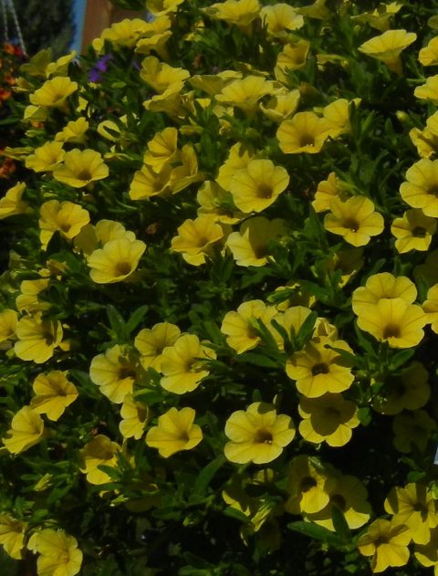 Calibrachoa hybrid Million Bells 'Trailing Yellow' – Million Bells