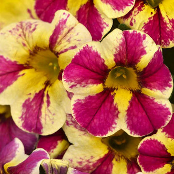 Calibrachoa 'Candy Bouquet' – Candy Shop Calibrachoa