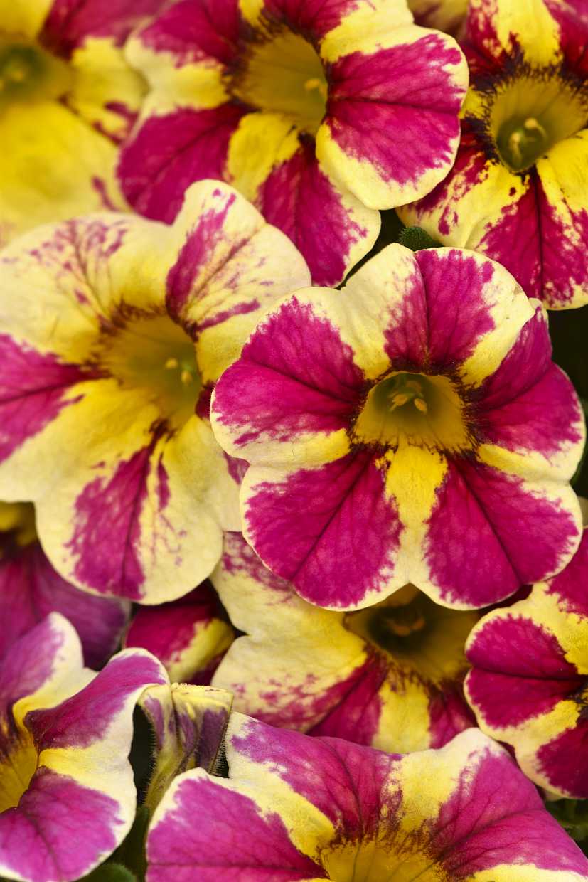 Calibrachoa 'Candy Bouquet' – Candy Shop Calibrachoa