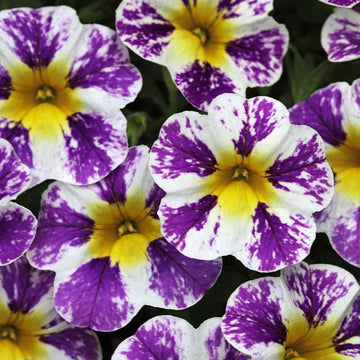 Calibrachoa hybrid Candy Shop 'Grape Splash' (syn. 'Wescacashfabe') – Million Bells