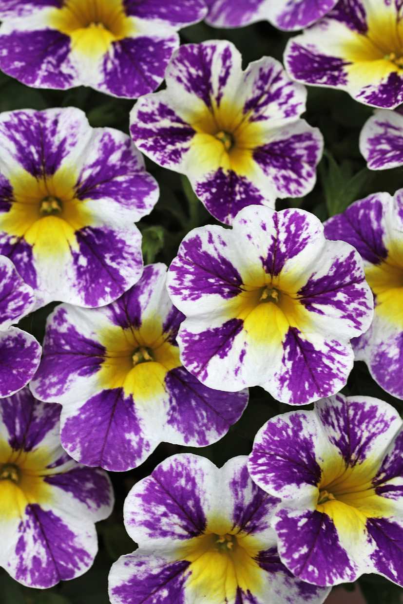 Calibrachoa hybrid Candy Shop 'Grape Splash' (syn. 'Wescacashfabe') – Million Bells