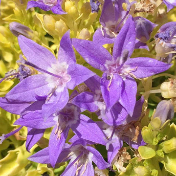 Campanula garganica 'Dickson’s Gold' – Bellflower