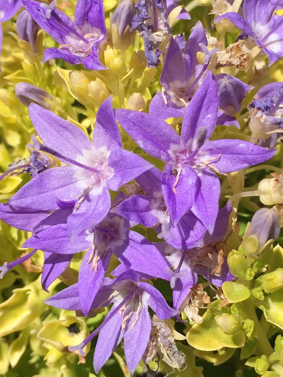Campanula garganica 'Dickson’s Gold' – Bellflower