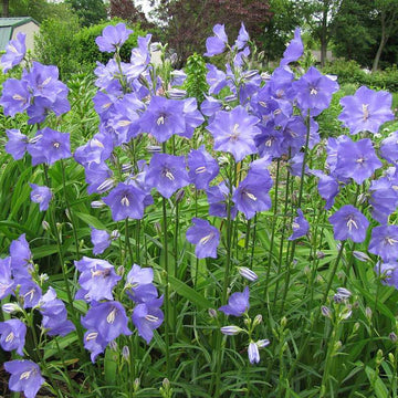 Campanula persicifolia – Peach-Leaved Bellflower