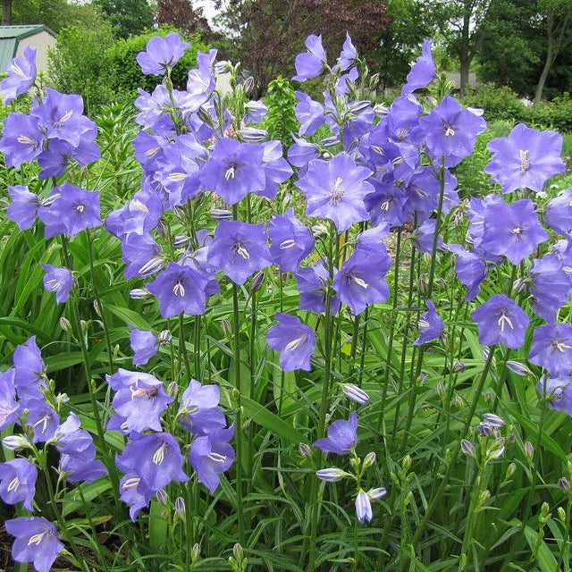Peach-Leaved Bellflower – live perennial, deer resistant