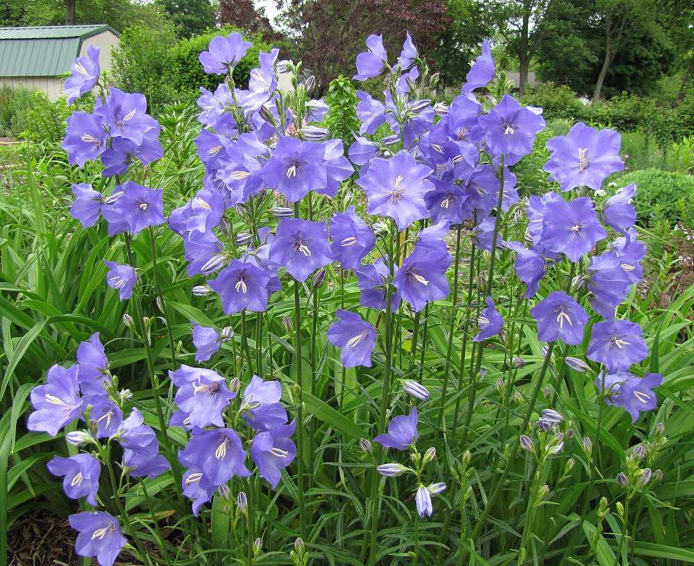 Campanula persicifolia – Peach-Leaved Bellflower