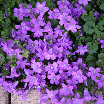 CAMPANULA portenschlagiana (syn. C. muralis) (Bellflower)