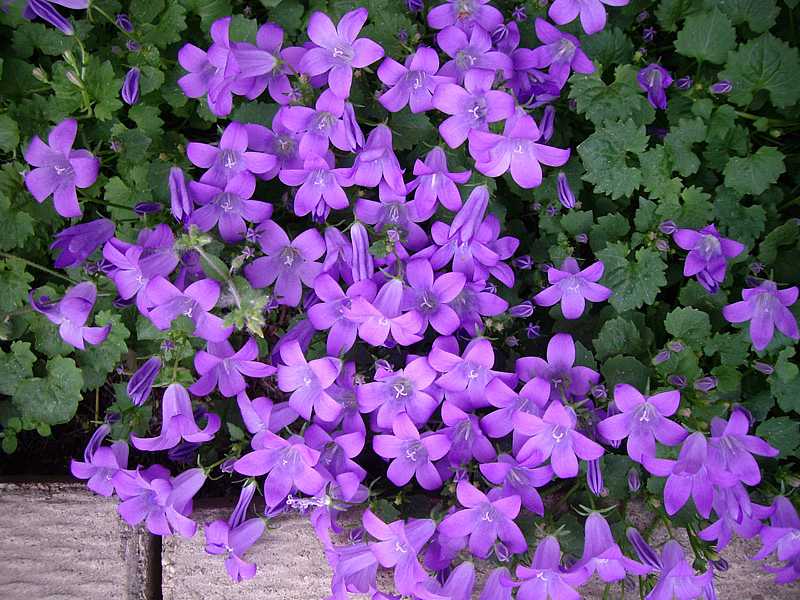 CAMPANULA portenschlagiana (syn. C. muralis) (Bellflower)