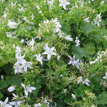 CAMPANULA poscharskyana 'Alba'    --White Serbian Bellflower