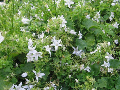 White Serbian Bellflower 'Alba' – live perennial, deer resistant