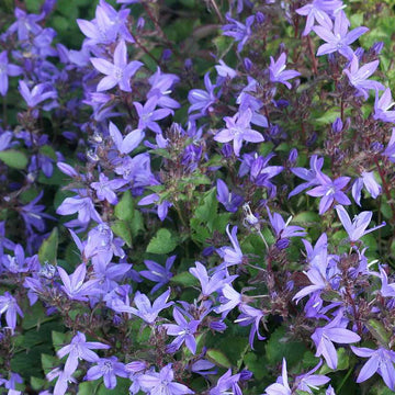 Campanula poscharskyana – Serbian Bellflower