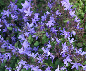 Campanula poscharskyana – Serbian Bellflower