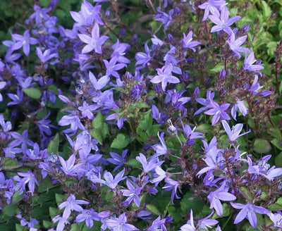 Serbian Bellflower – live perennial, deer resistant