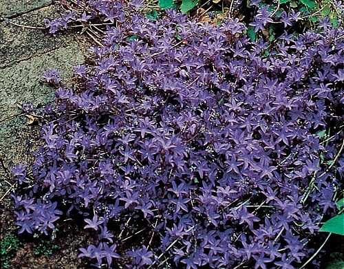 Serbian Bellflower 'Blue Waterfall' – live perennial, deer resistant