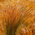 CAREX testacea 'Prairie Fire' (Sedge)
