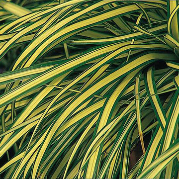 CAREX oshimensis 'Evergold' (Variegated Japanese Sedge)