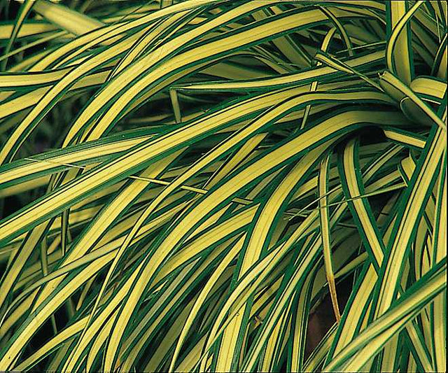 Carex oshimensis 'Evergold' – Variegated Japanese Sedge