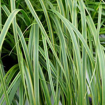 CAREX oshimensis EverColor 'Everlime' (Japanese Sedge)