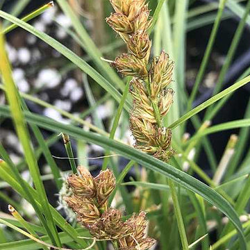 CAREX species 'Pomona' (Pomona Sedge)