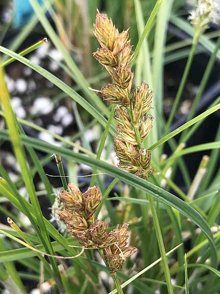 Carex species 'Pomona' – Pomona Sedge