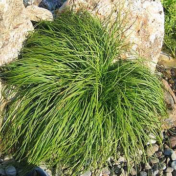 CAREX x 'The Beatles' (The Beatles' Sedge, Mop Top Sedge)