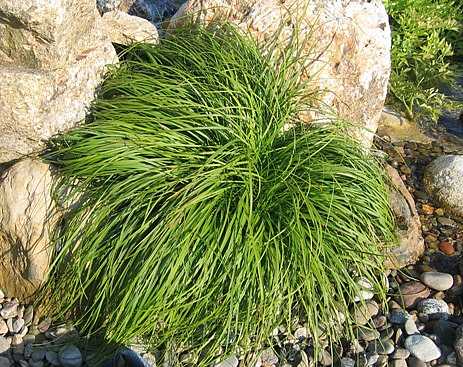 Carex x 'The Beatles' – Mop Top Sedge