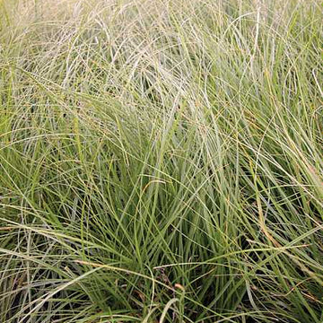 CAREX pansa (California Meadow Sedge, Dune Grass)