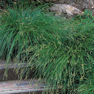 CAREX divulsa (European Grey Sedge)