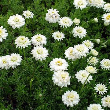 Chamaemelum nobile 'Flore Pleno' – Double-Flowered Chamomile