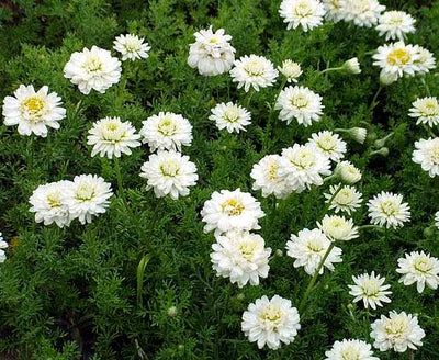Chamaemelum nobile 'Flore Pleno' – Double-Flowered Chamomile