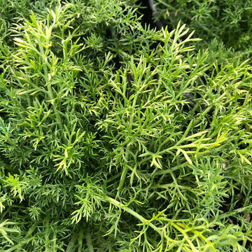 Chamaemelum nobile 'Treneague' – Non-Flowering Chamomile