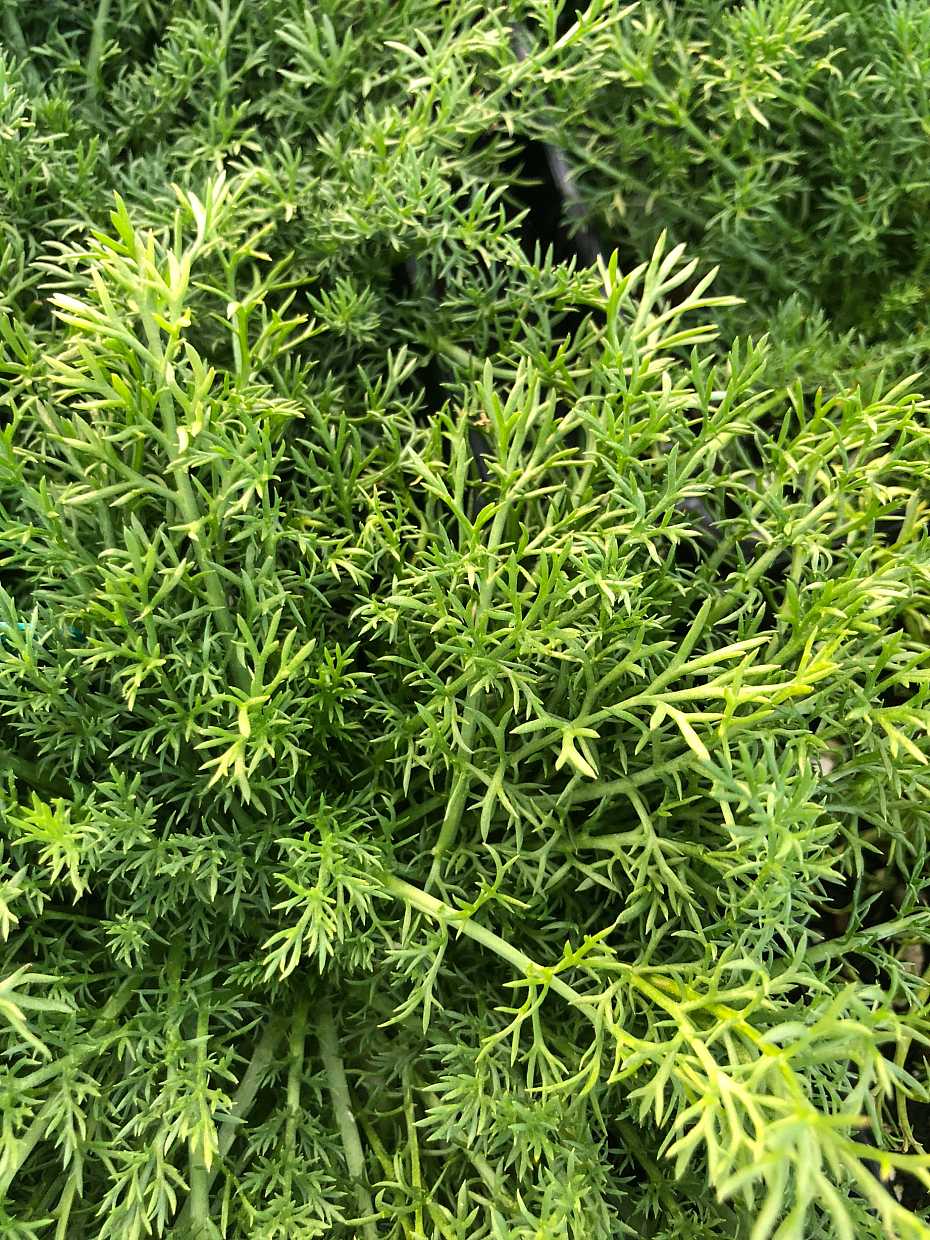 Chamaemelum nobile 'Treneague' – Non-Flowering Chamomile
