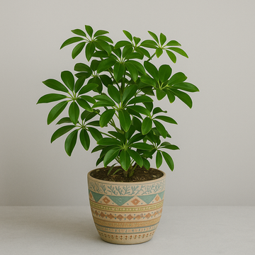 SCHEFFLERA arboricola 'Mini' (Mini Dwarf Umbrella Plant)