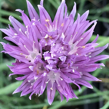Chives (ALLIUM schoenoprasum) (Available Now)