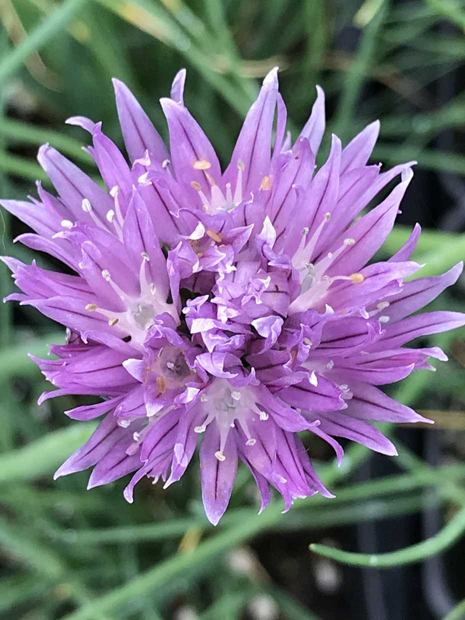 Chives (ALLIUM schoenoprasum) (Available Now)