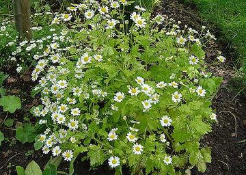 CHRYSANTHEMUM parthenium 'Aureum' (Available Now)