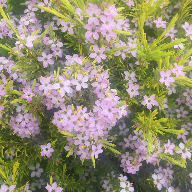 COLEONEMA 'Golden Sunset' – live plant