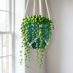 This Week’s Starter Jungle Box