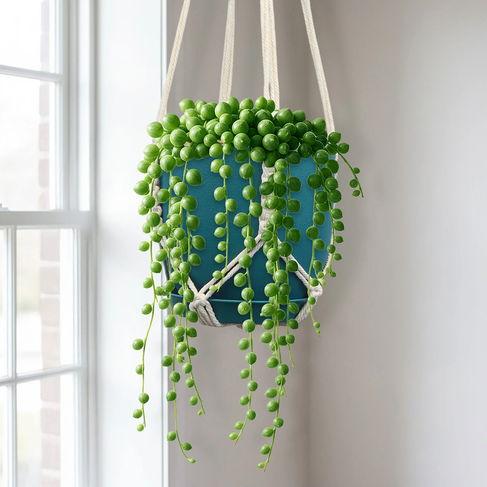 This Week’s Starter Jungle Box