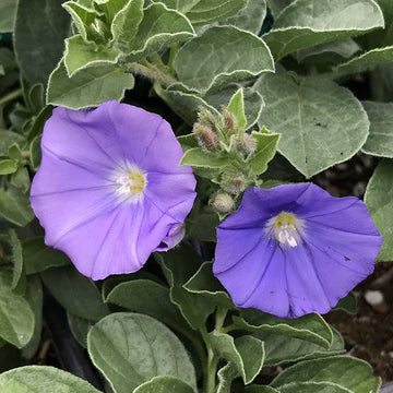 Convolvulus sabatius – Ground Morning Glory