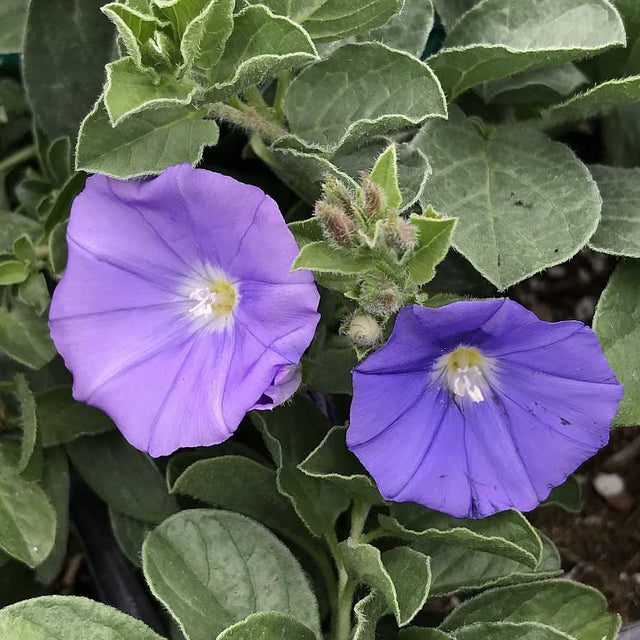 Convolvulus sabatius – Ground Morning Glory