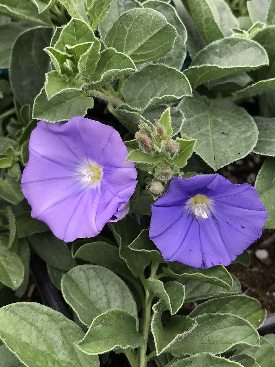 Convolvulus sabatius – Ground Morning Glory